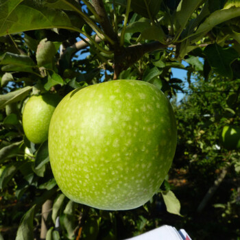 Photo GRANNY SMITH