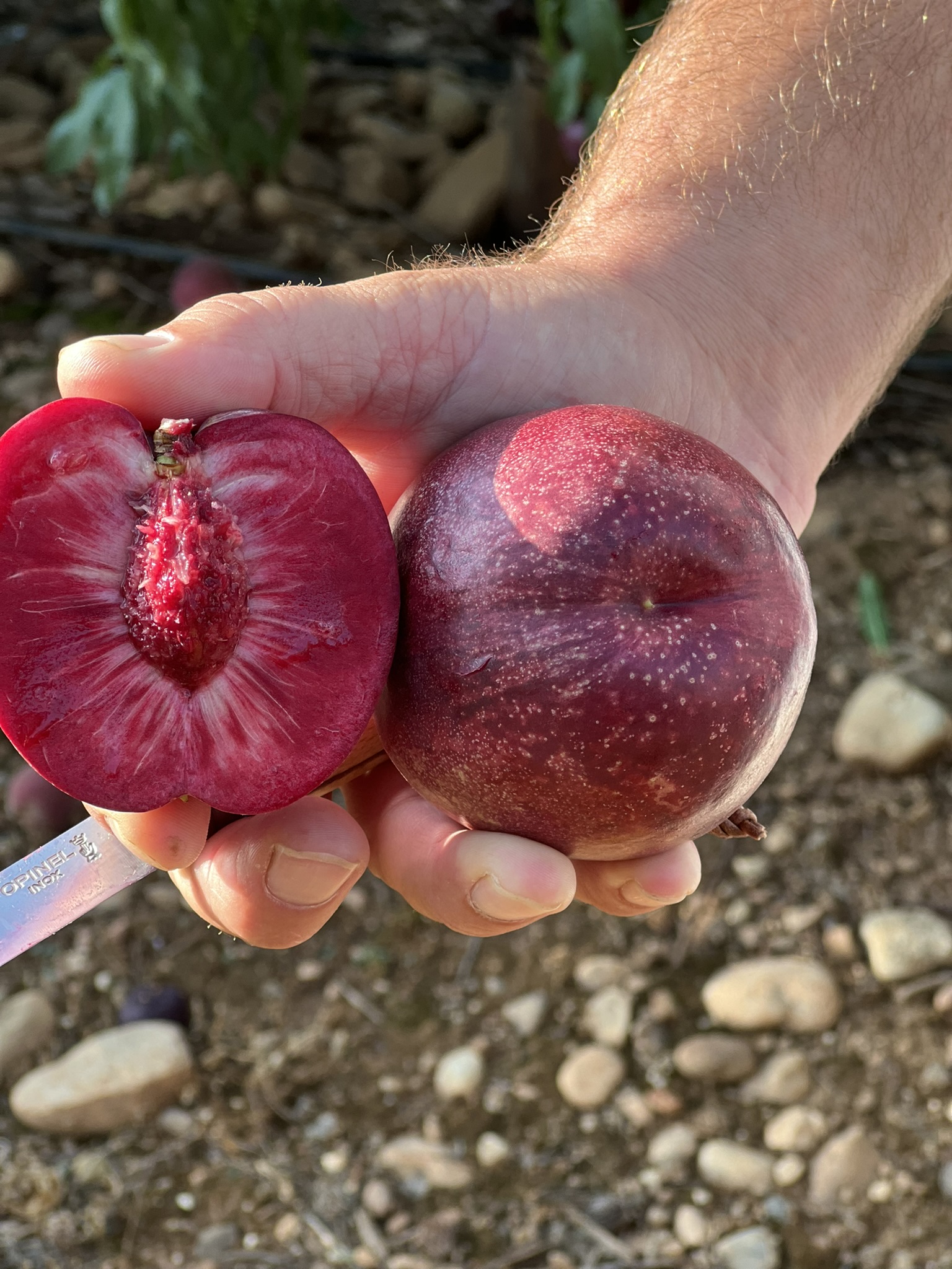 🌳Visite des vergers AC Fruit