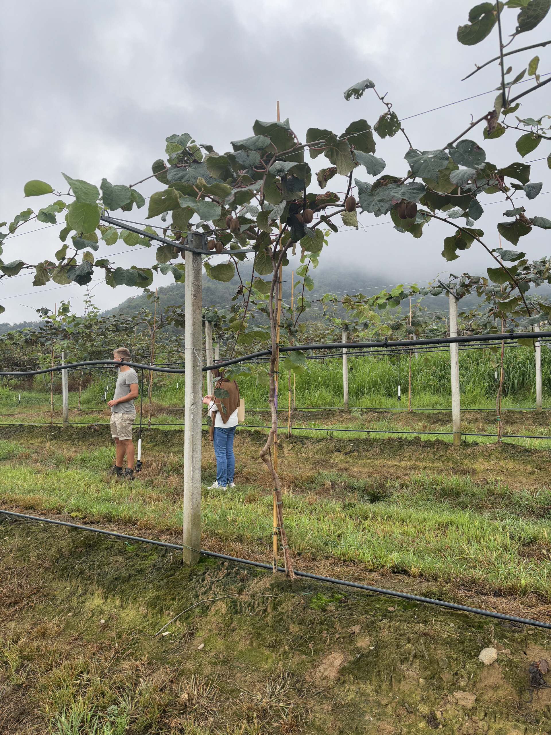 Un vent d’innovation souffle sur le kiwi !