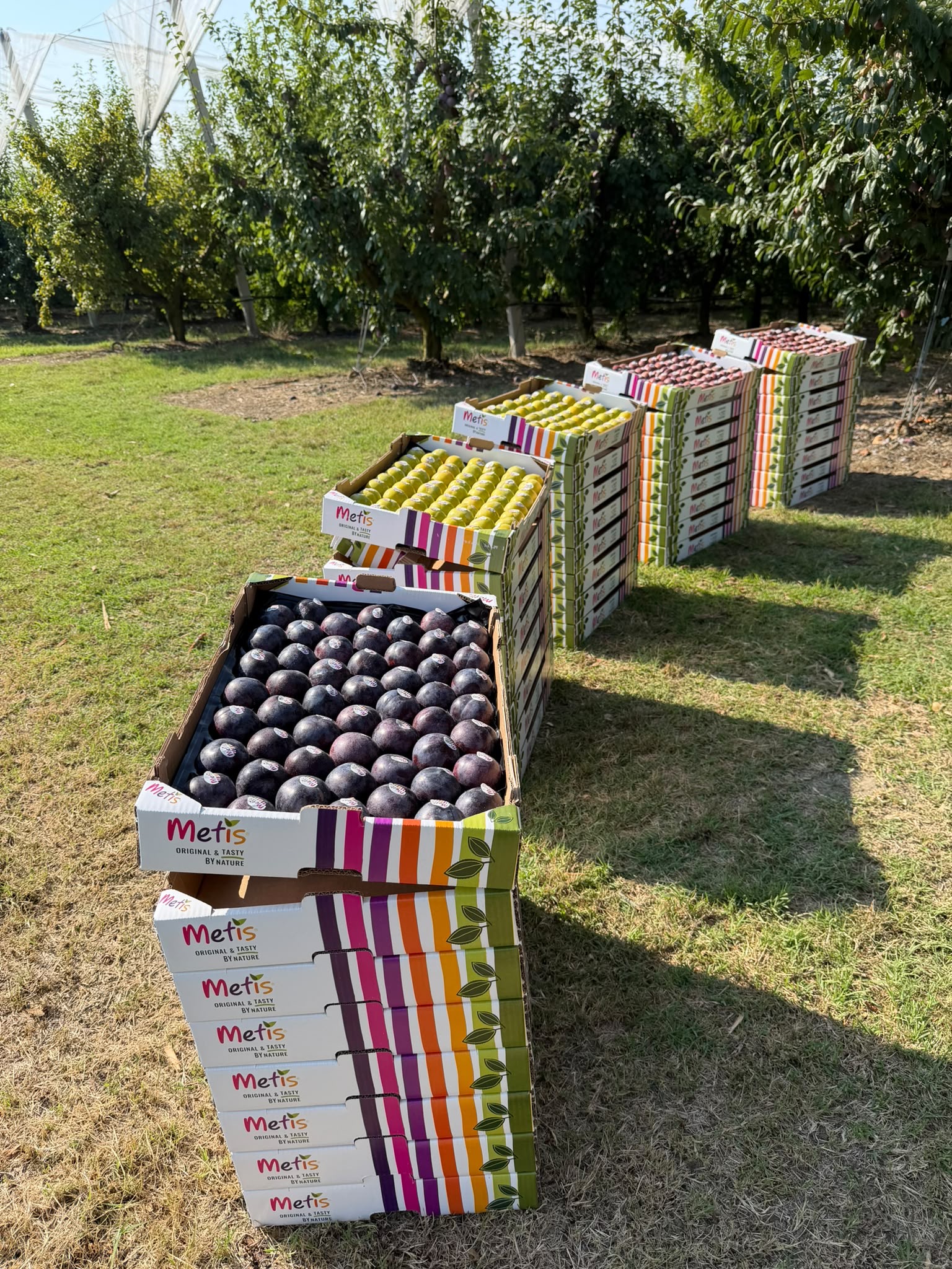 Voir un fruit dans un rayon, c&rsquo;est une chose. Le découvrir dans son verger, c&rsquo;en est une autre…